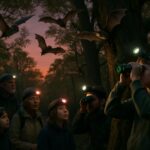 Rolampont organise une journée immersive pour explorer le monde fascinant des chauves-souris